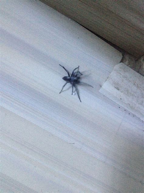 家里出现蜘蛛